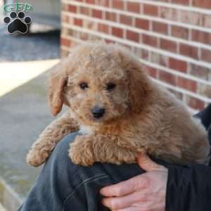 Gilbert, Mini Goldendoodle Puppy